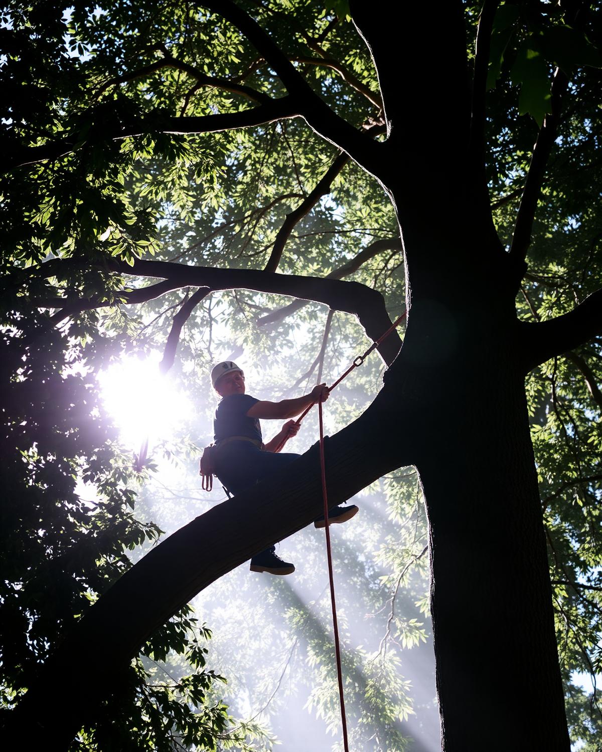 Crown reduction project by NZ Tree Smiths — Liquidambar reduction on a heritage villa, Remuera